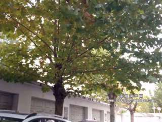 �A�(y��ng)��ܰ